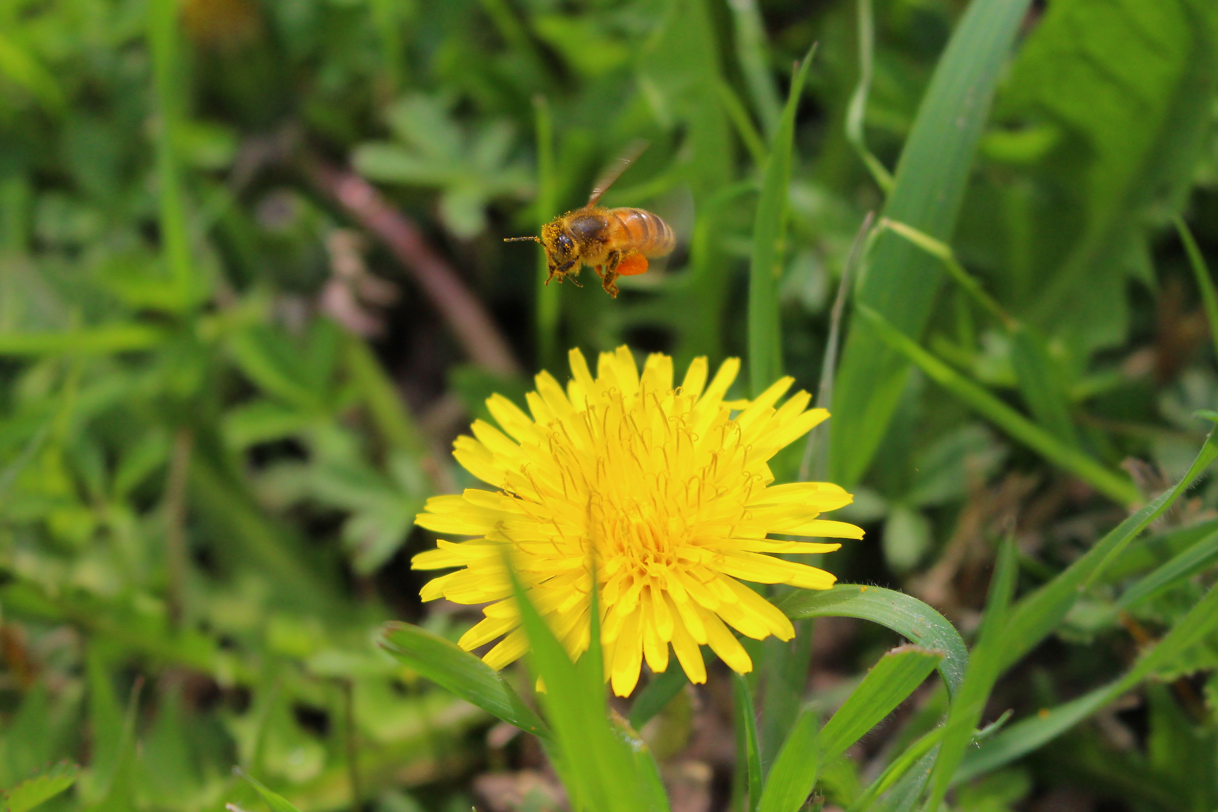 Bee on "Dandelion" (Taraxacco)