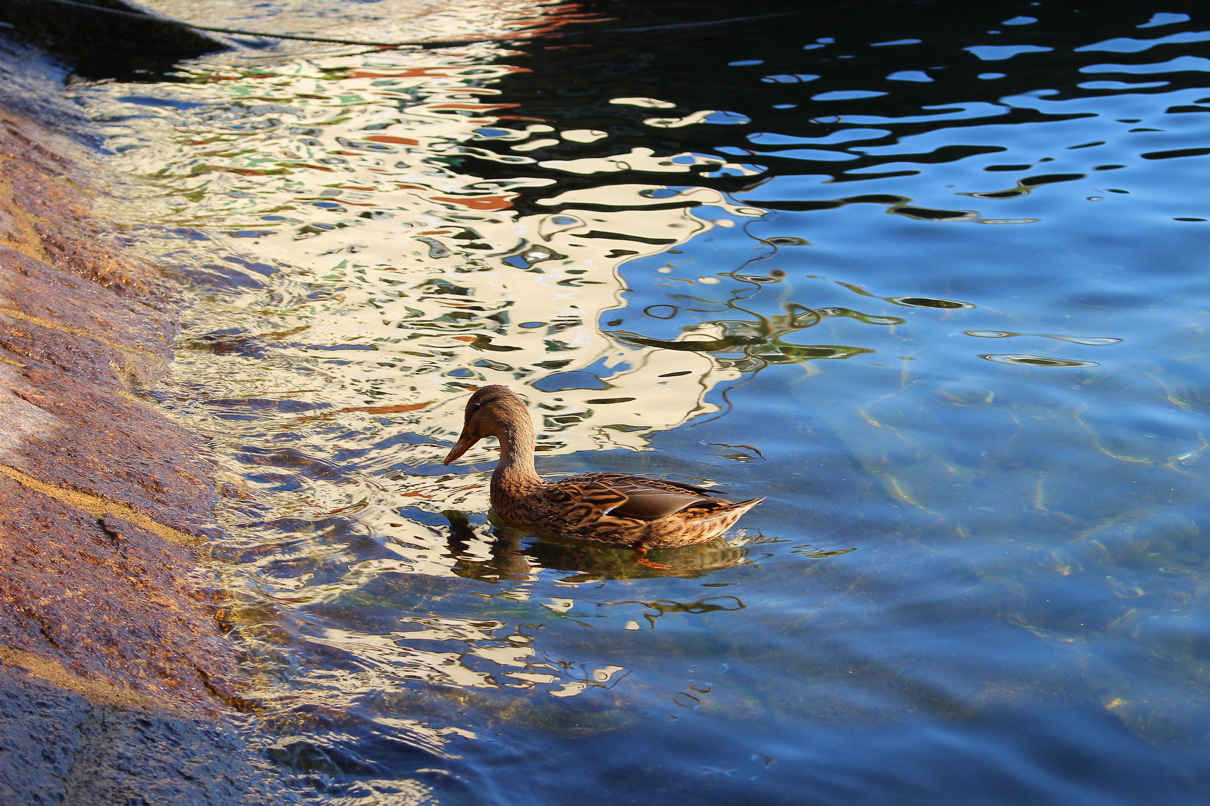 Female Mallard on Lake Maggiore