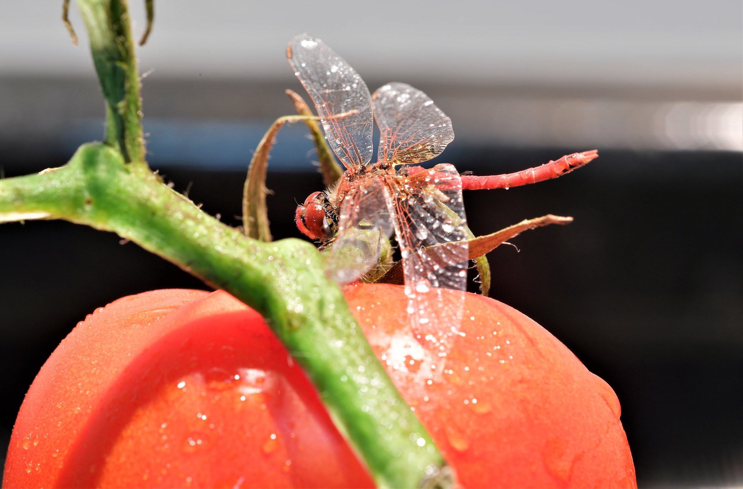 Fruit with protein, a complete meal. Tomato and Libell