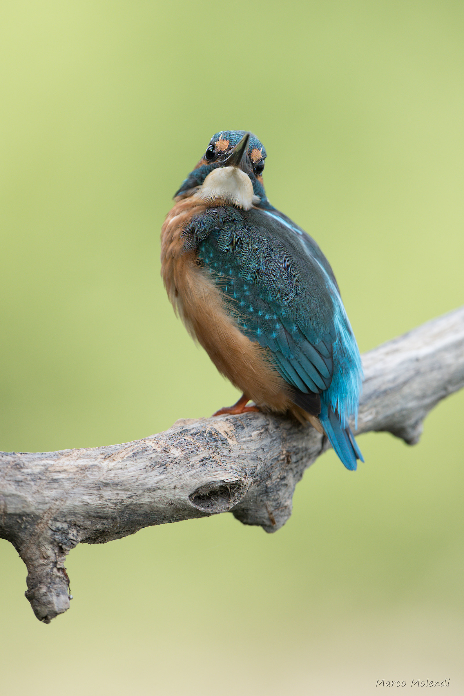 How many pictures do you make me?