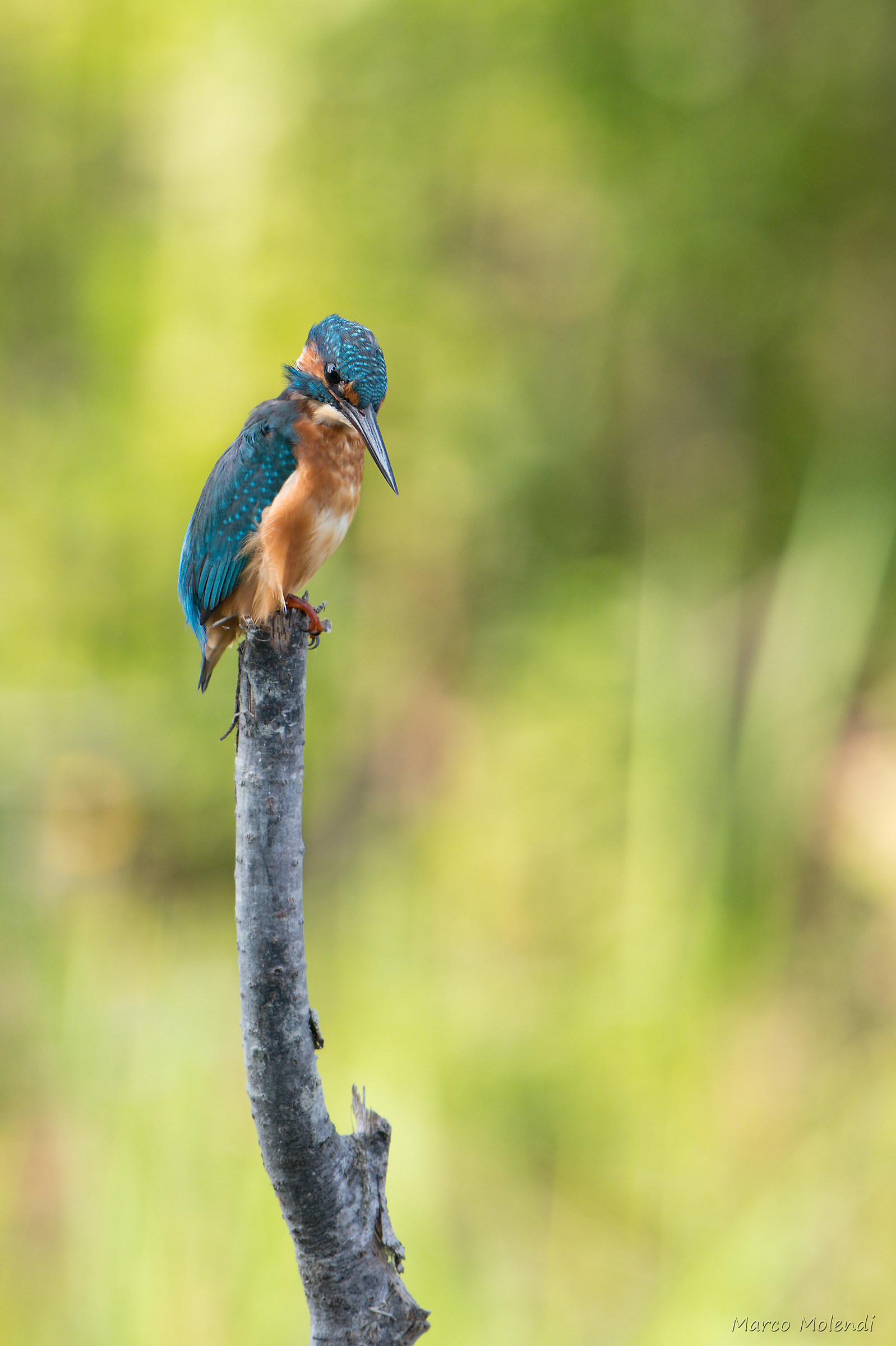 Kingfisher