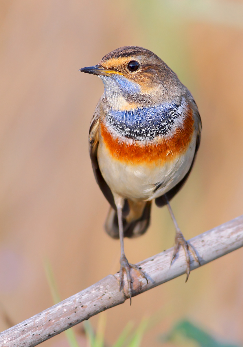 Bluethroat