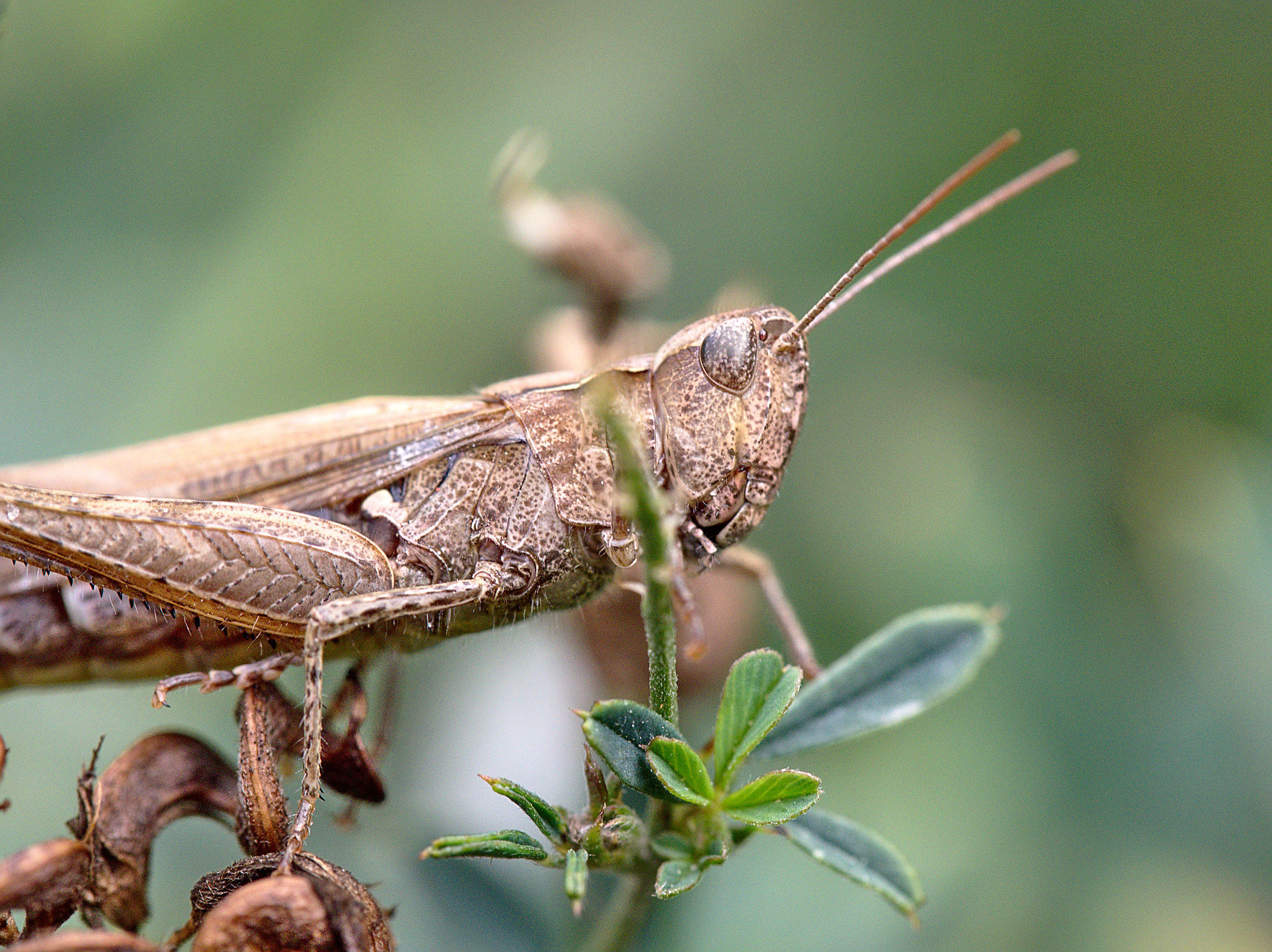 Cricket on Branch
