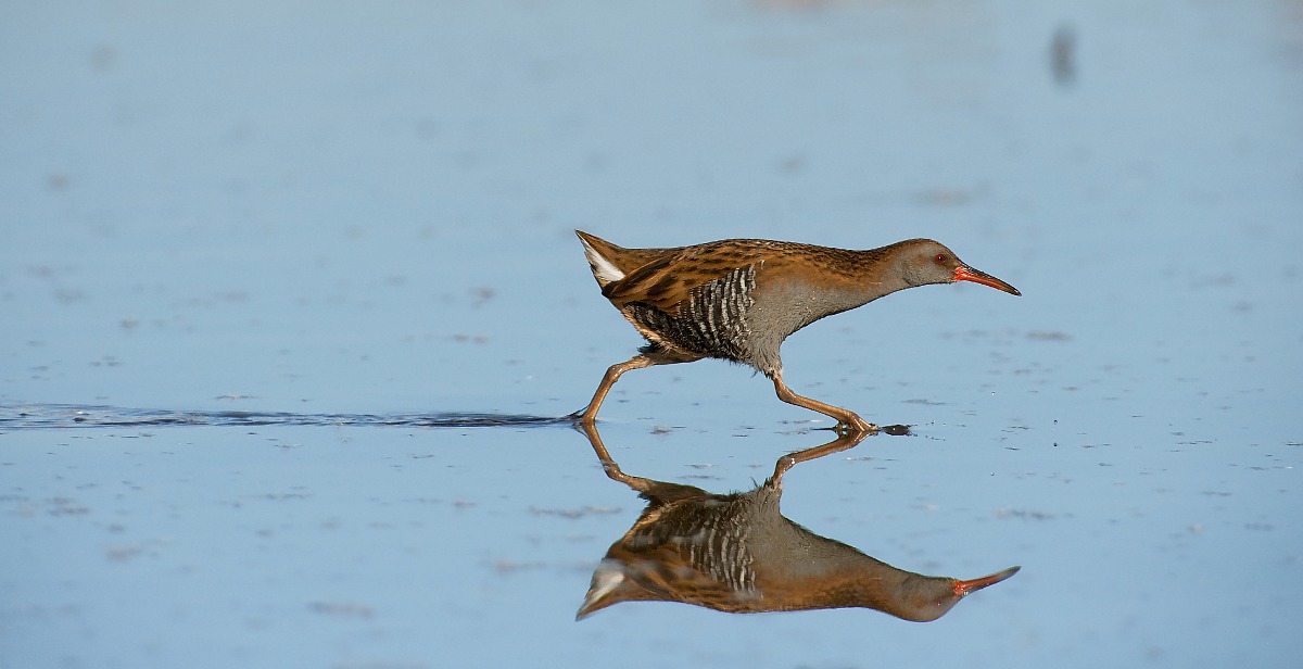 Io cammino sulle acque(porciglione)