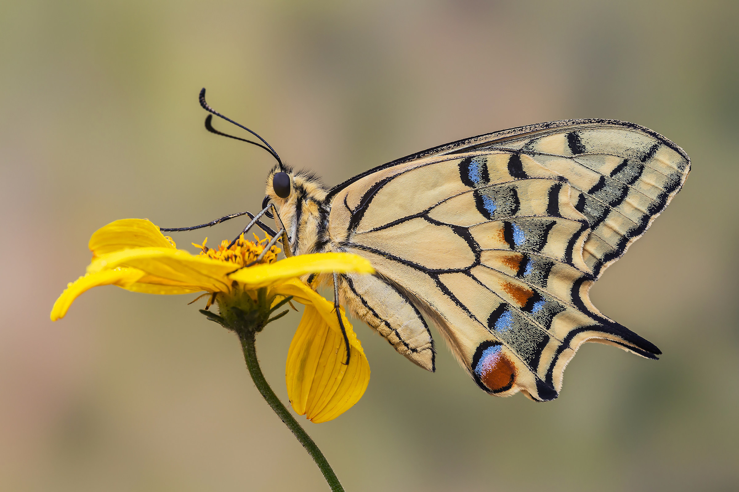 Swallowtail