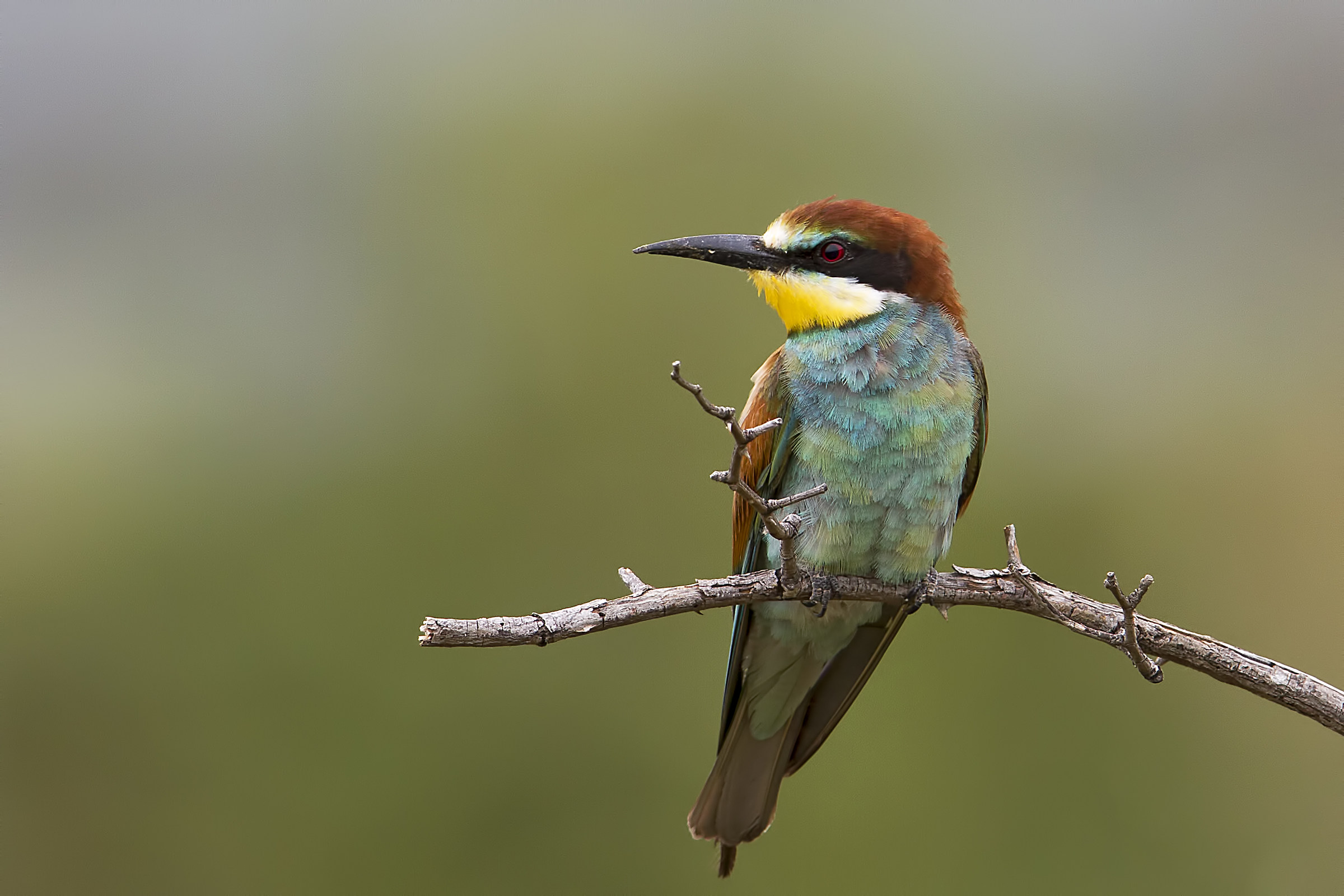 Merops apiaster