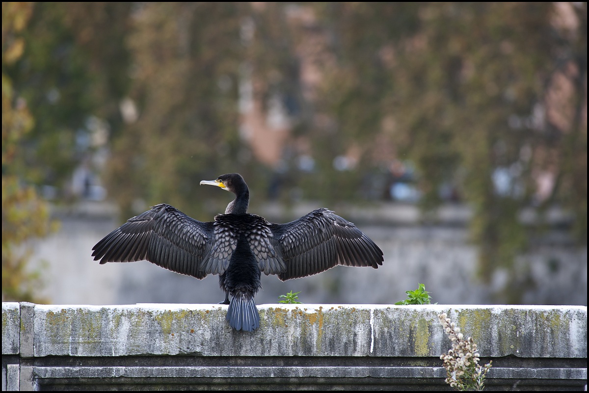 cormorano a roma