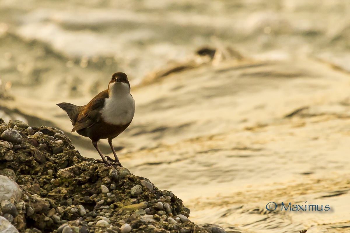 .. merlo acquaiolo al tramonto..