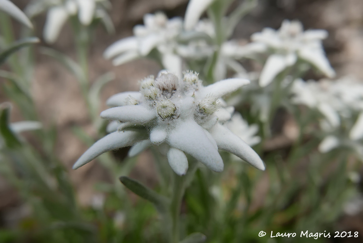 Edelweiss