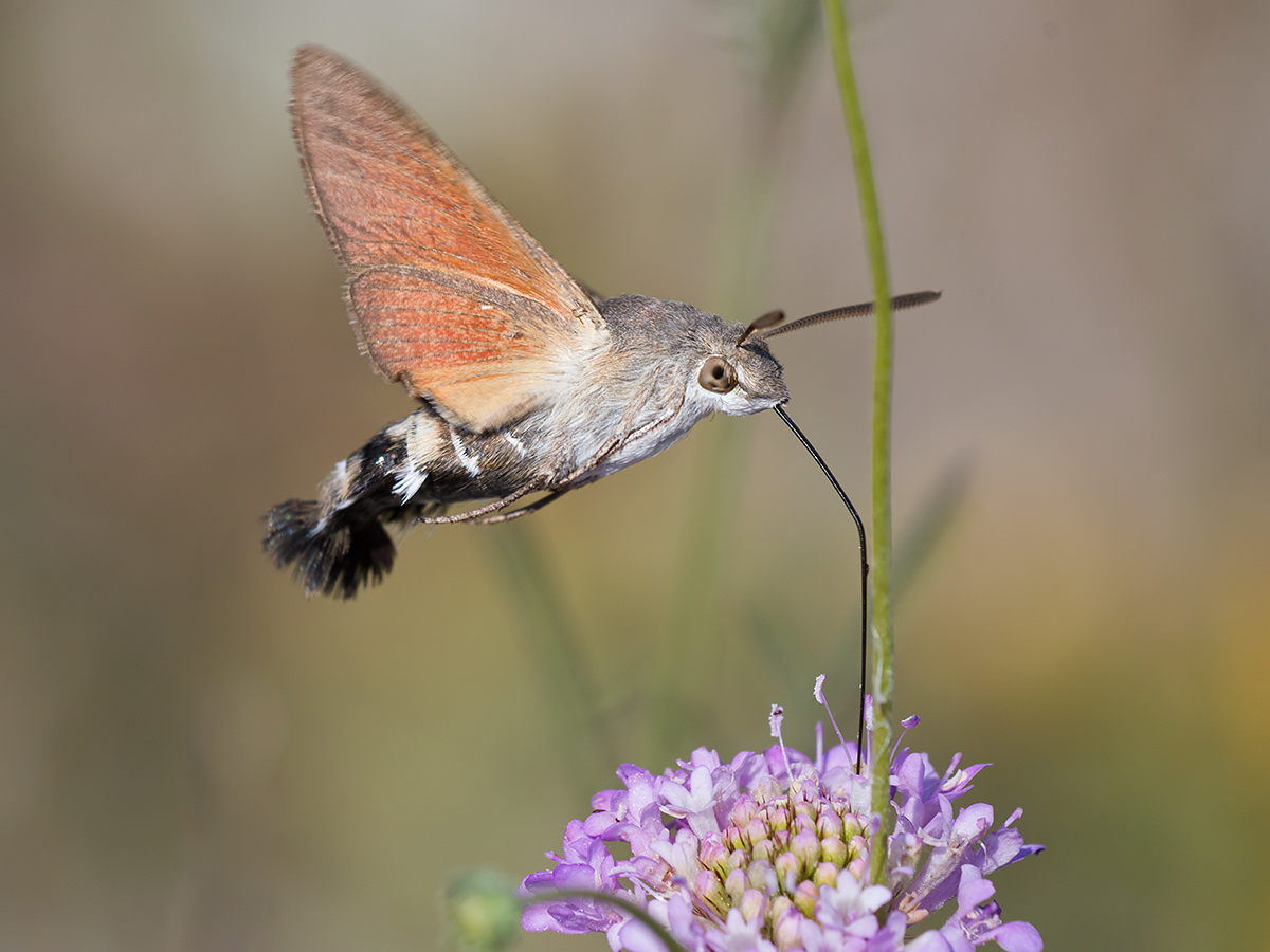 Sphinx Hummingbirds