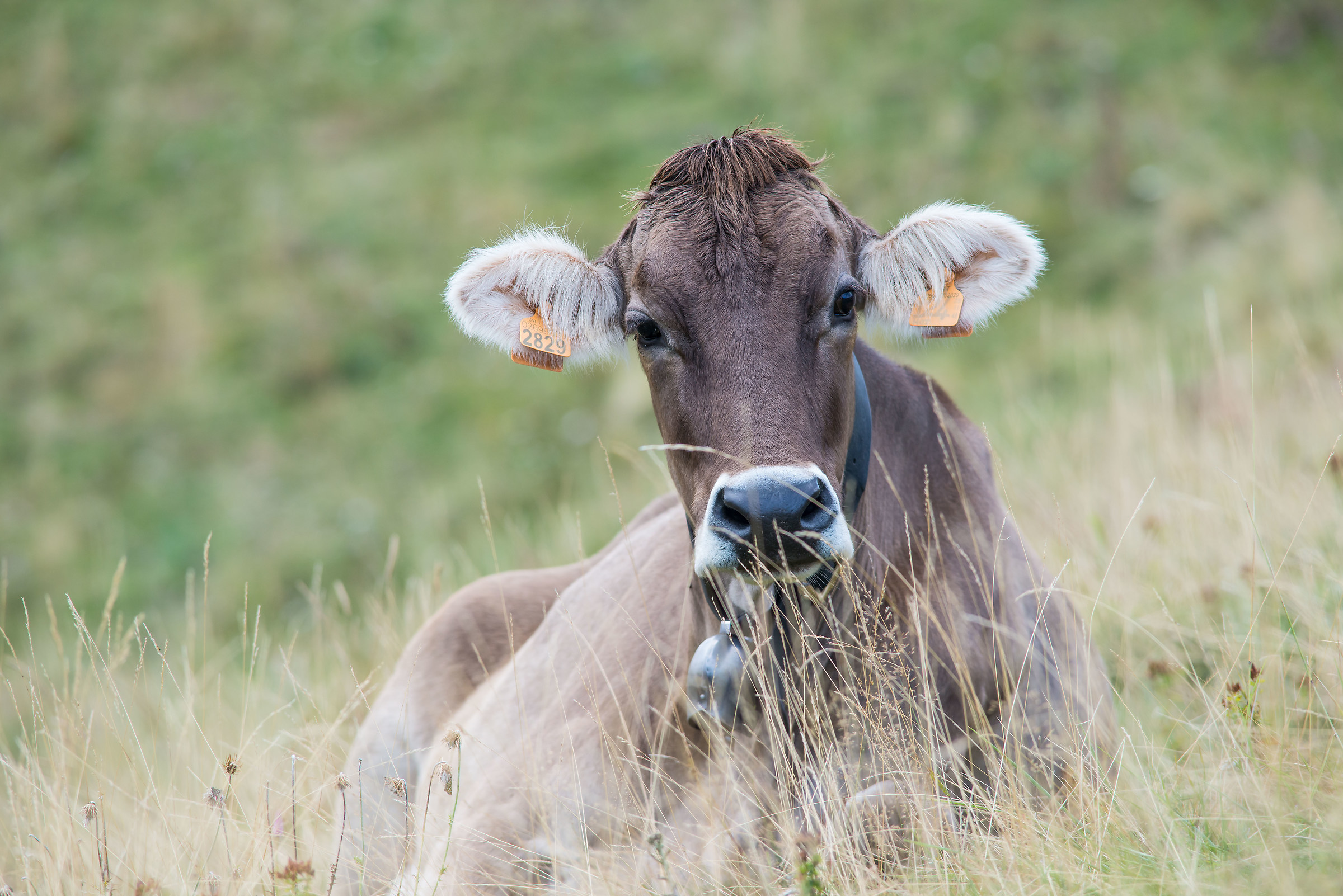 ... just a nice cow...