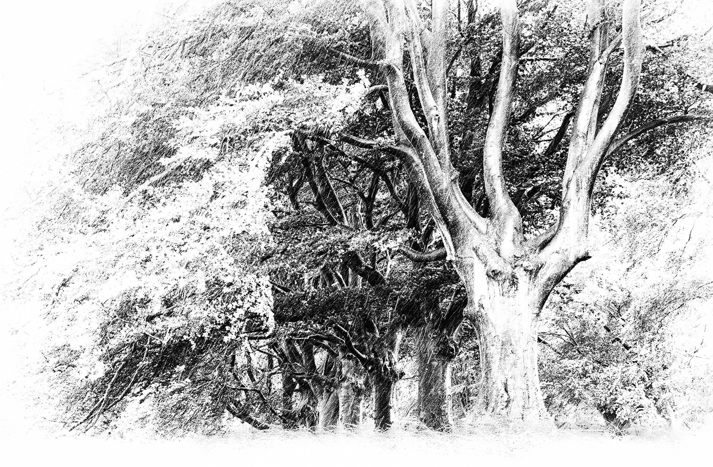 Rainy Day Beech Avenue