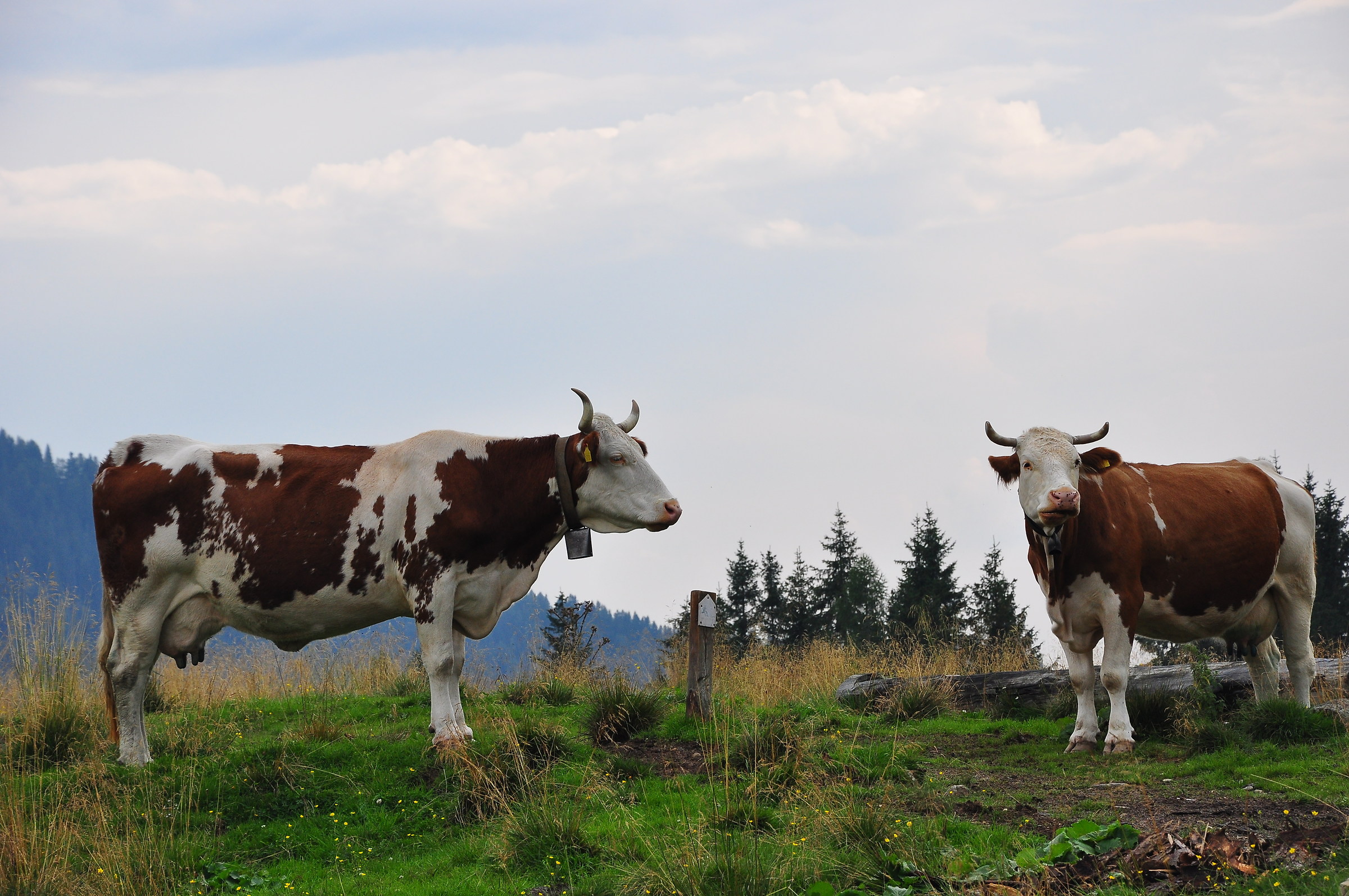 Calaita Lake (TN) a close encounter