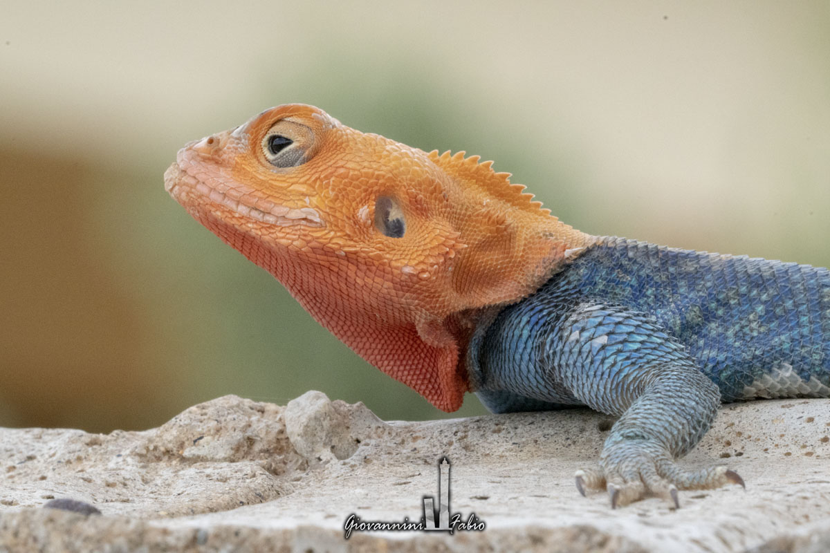 Common Agama