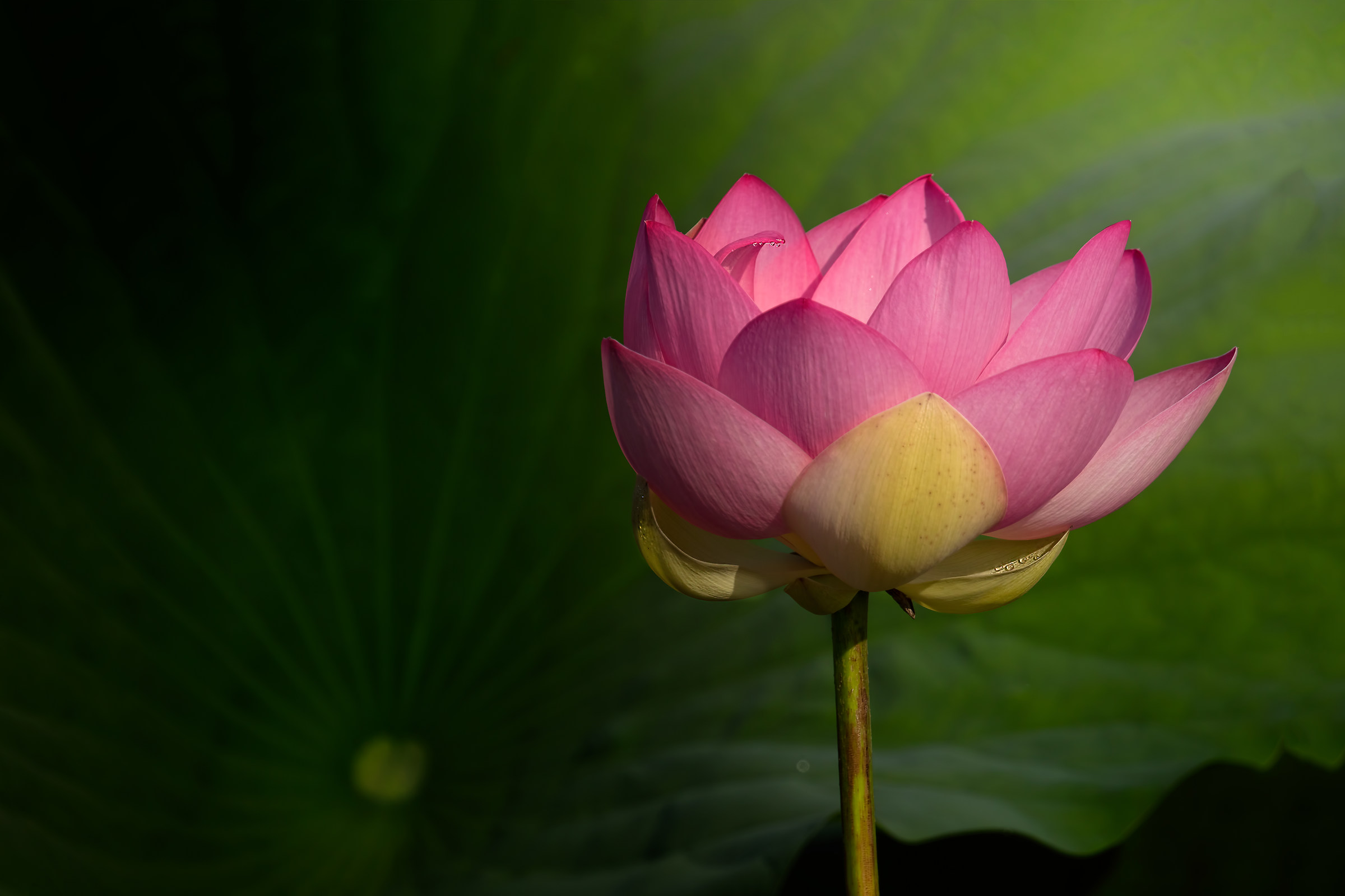 Fior di loto con rugiada