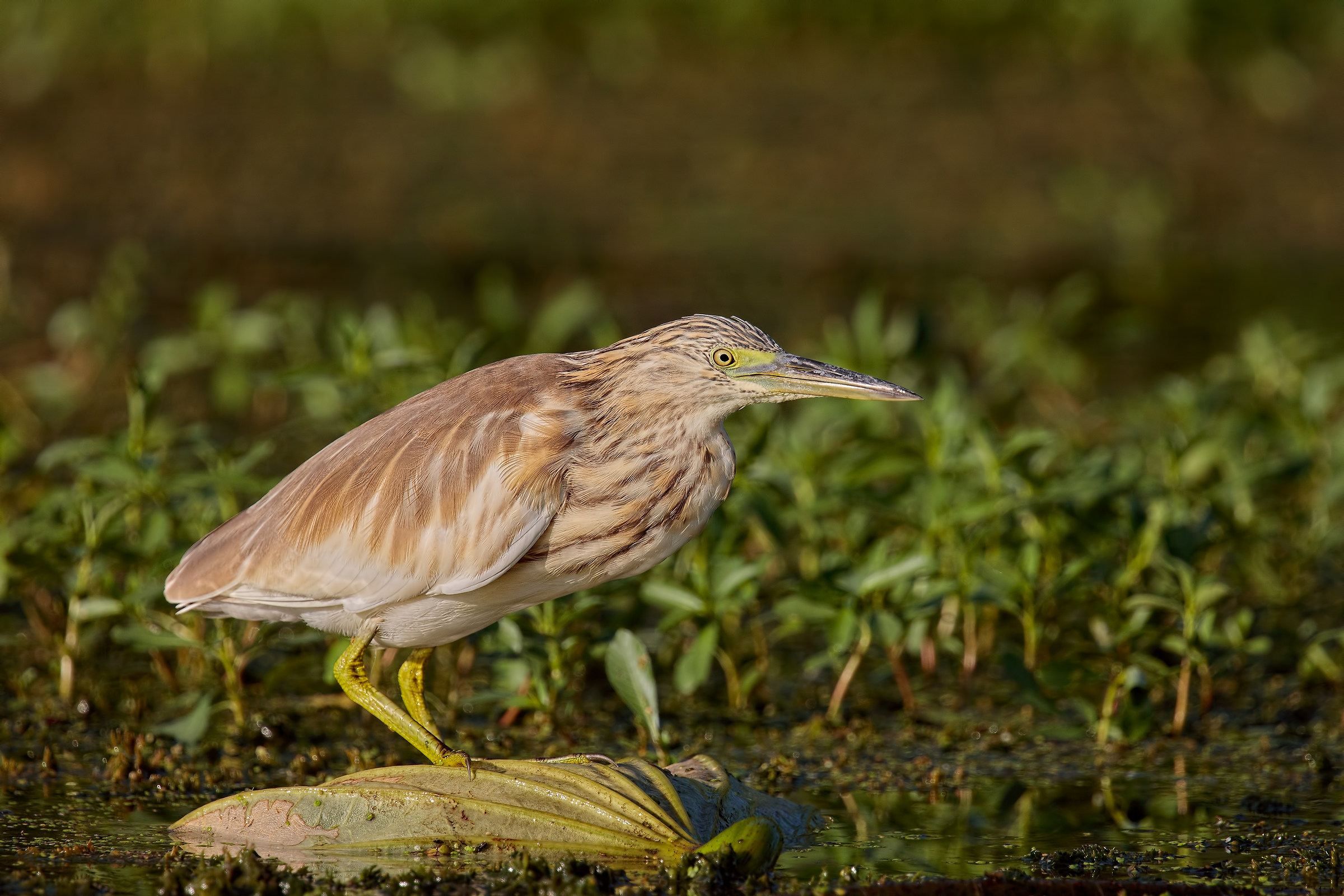 Sgarza ciuffetto (anche in 4K)