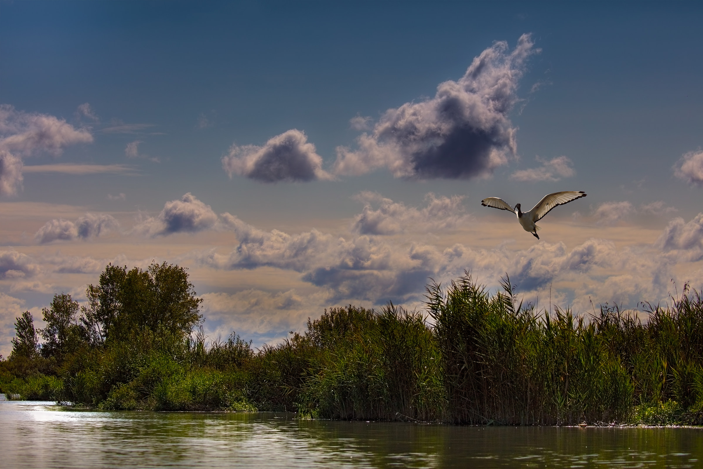 ibis sacro ambientato