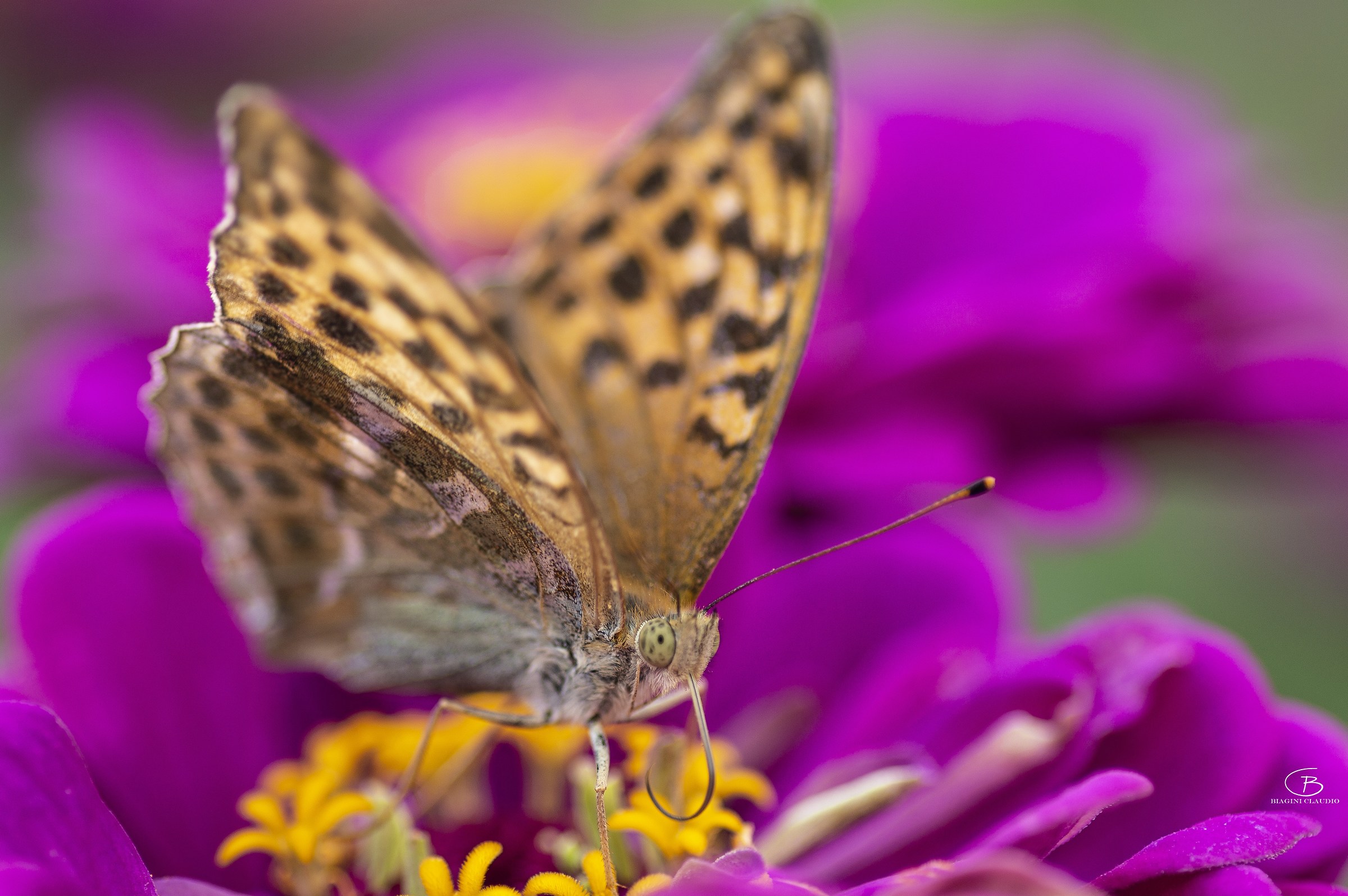 Butterfly (Argynnis paphia) at Orecchiella Park