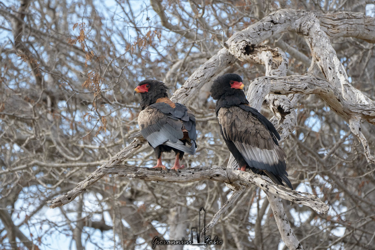 Bateleur