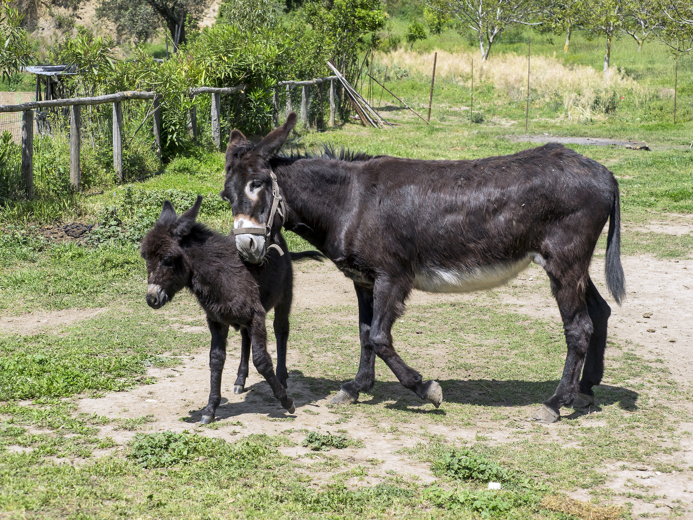 Si - Ti voglio bene anche io