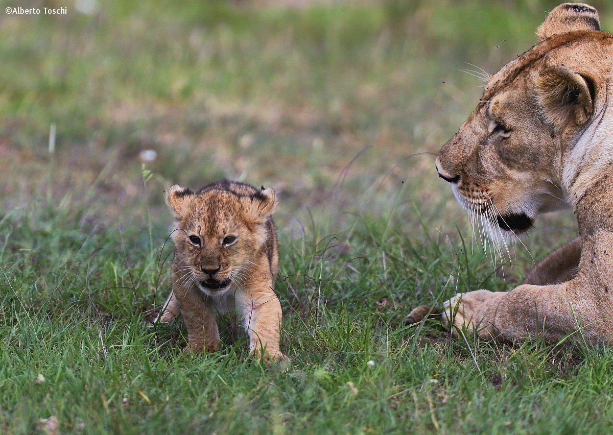 Cubs with Mom