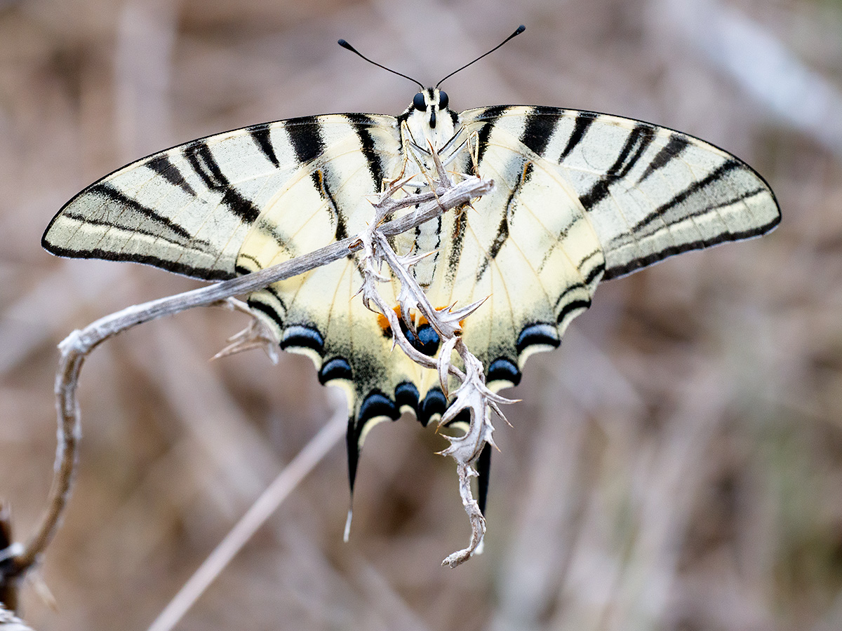 Scarce Swallowtail