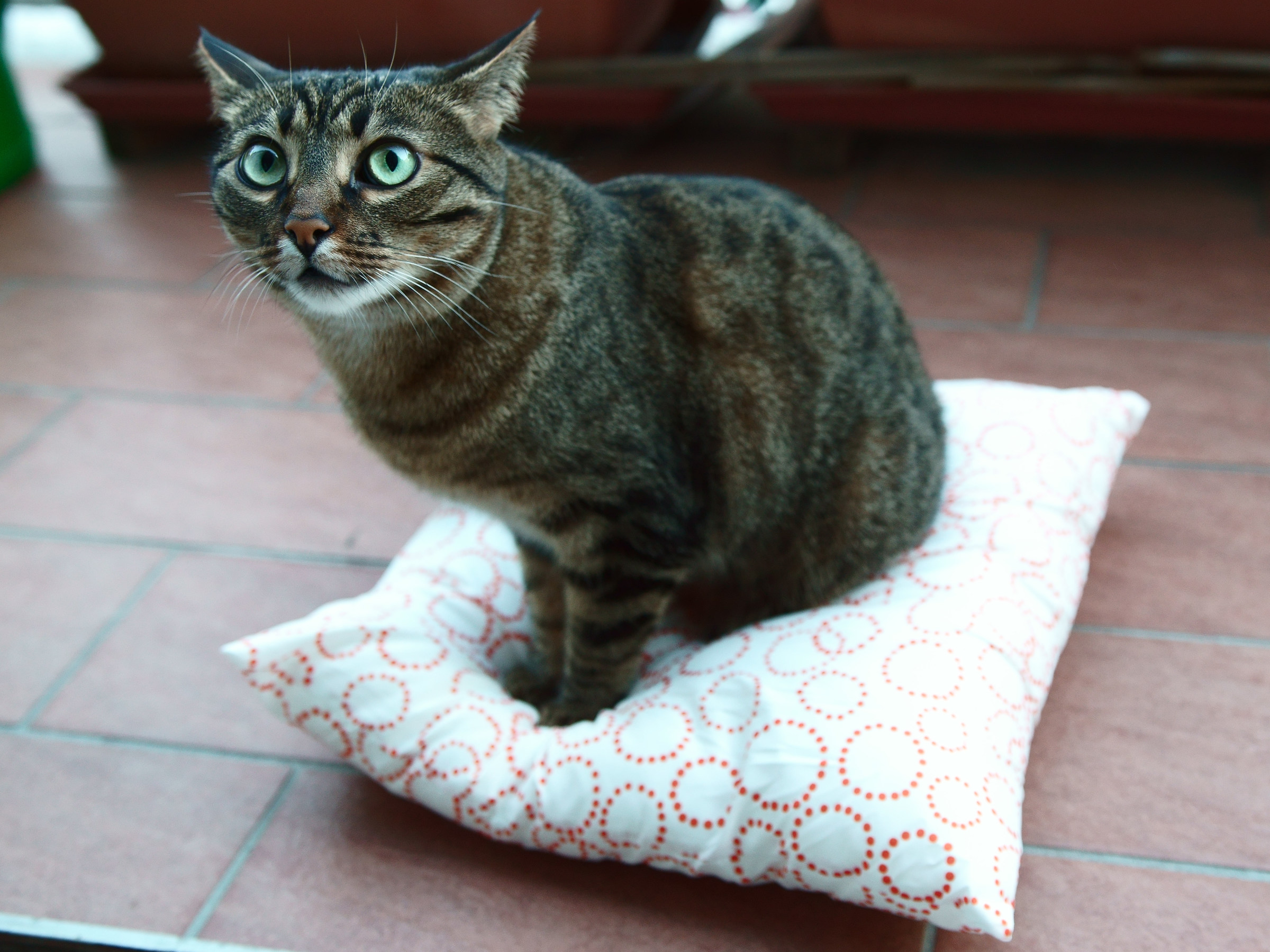 Minù e il suo nuovo cuscino