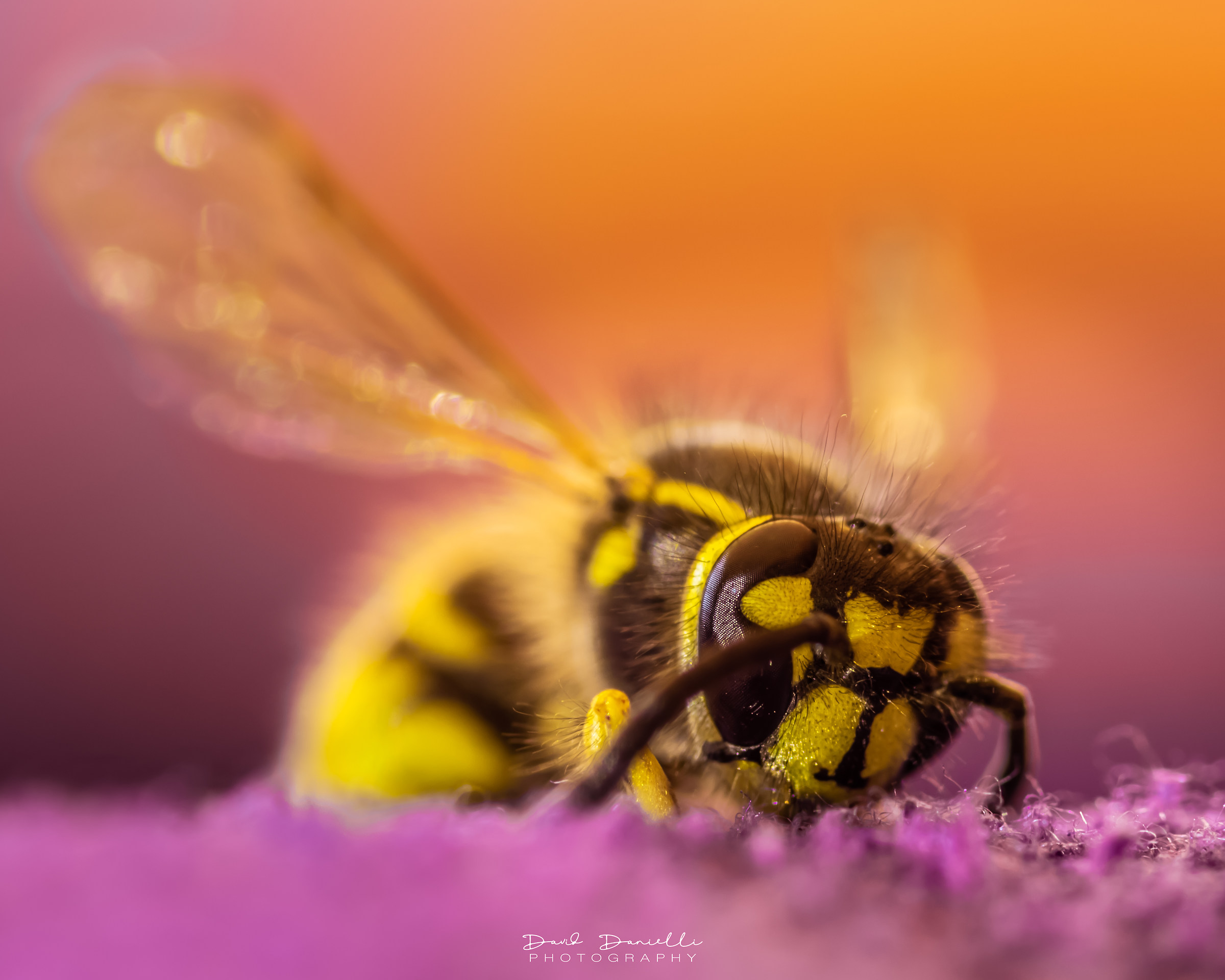 Una calda giornata per una piccola vespa