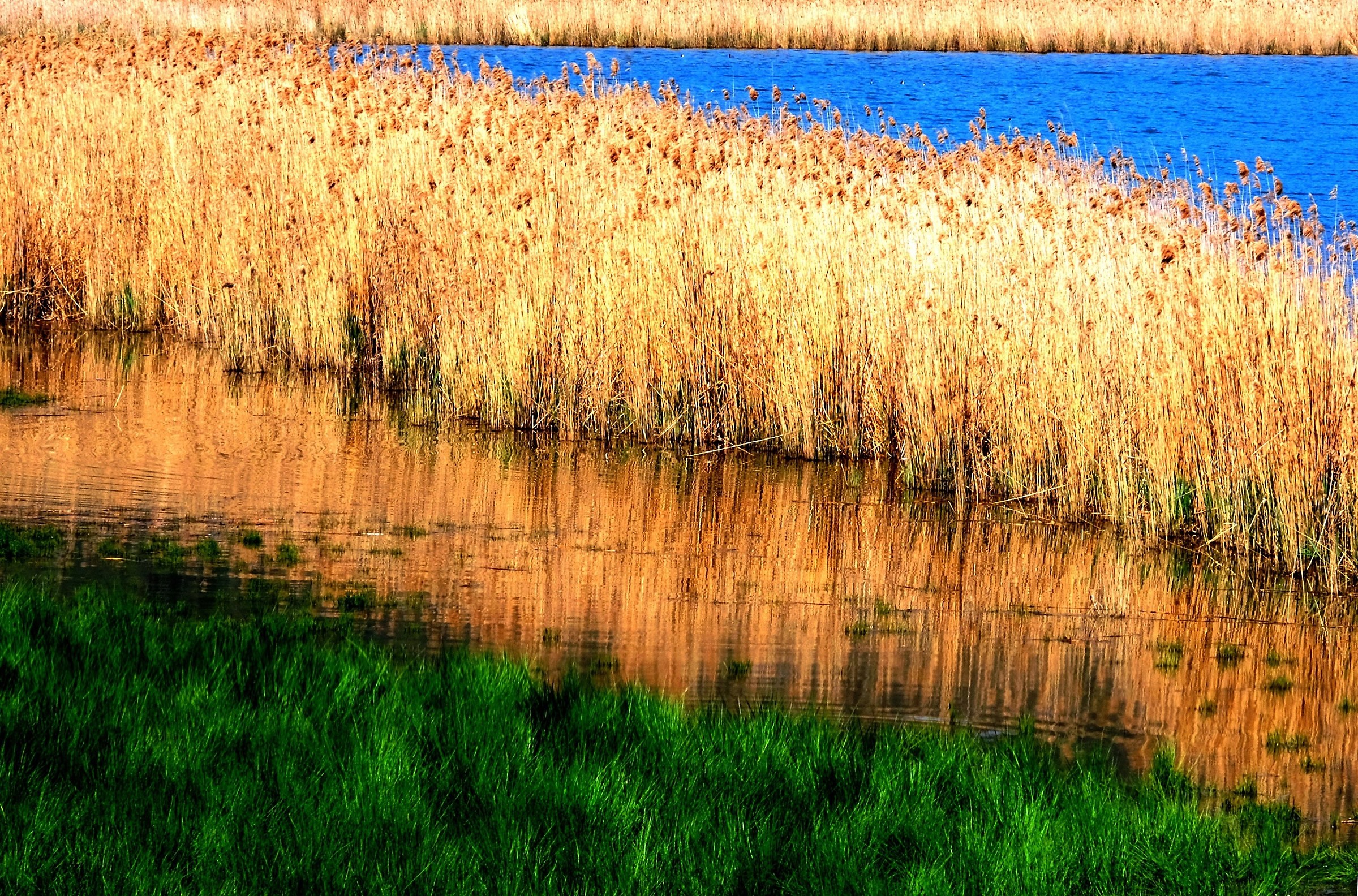 I colori del canneto