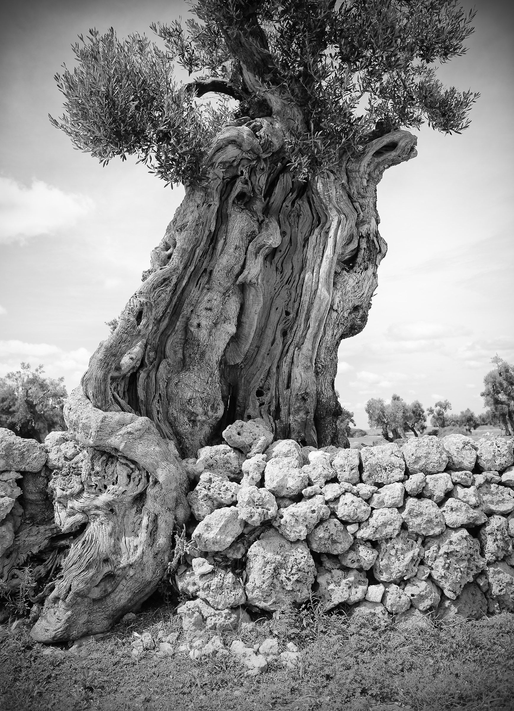 Natural sculptures: The King and the Queen