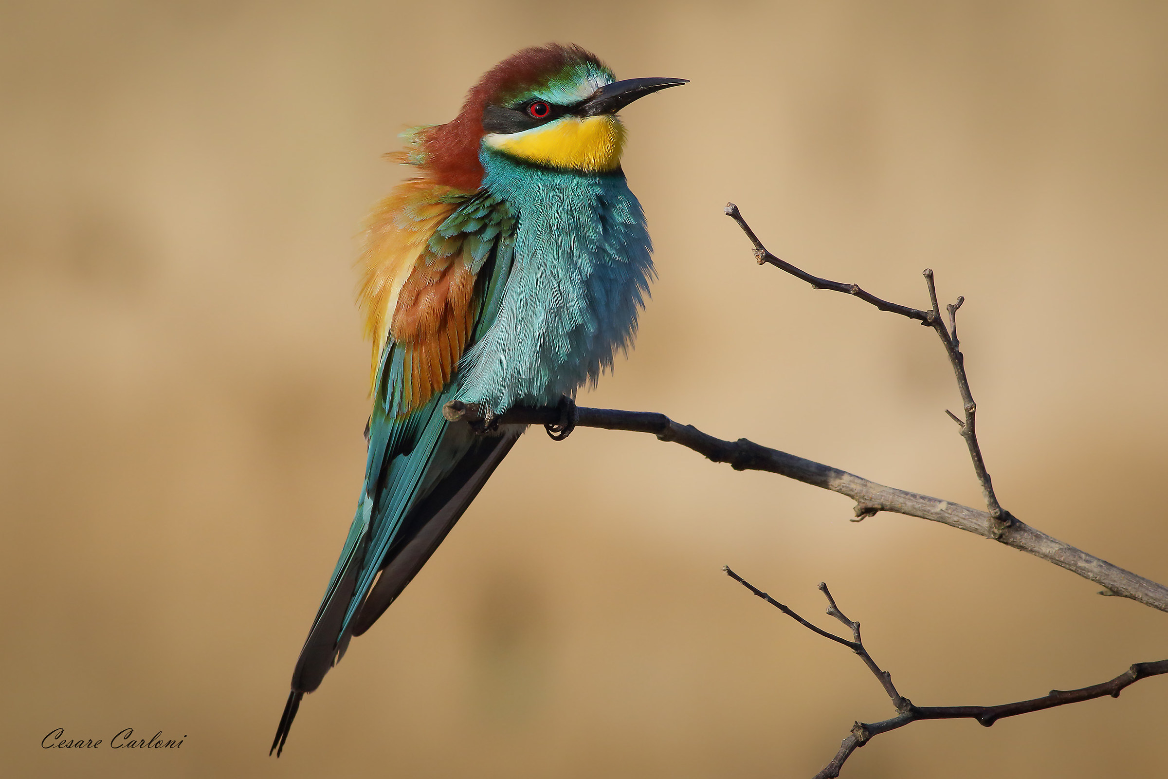 Bee-eater River Nose