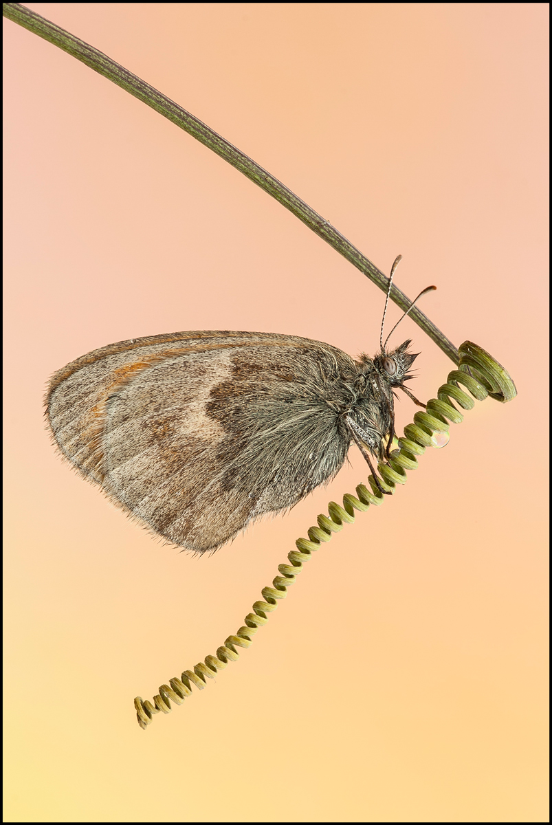 One of the last butterflies