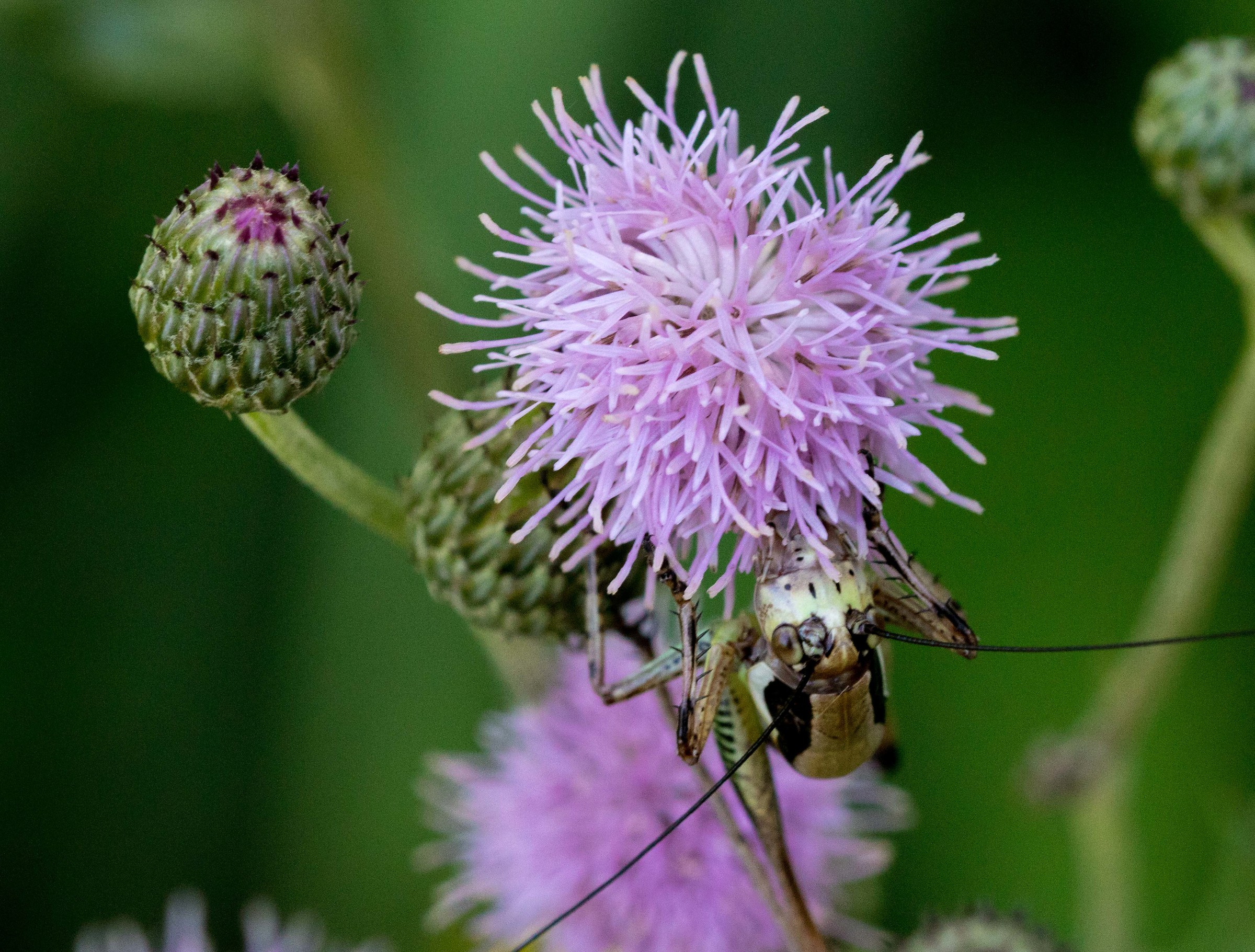 Cricket in camouflage