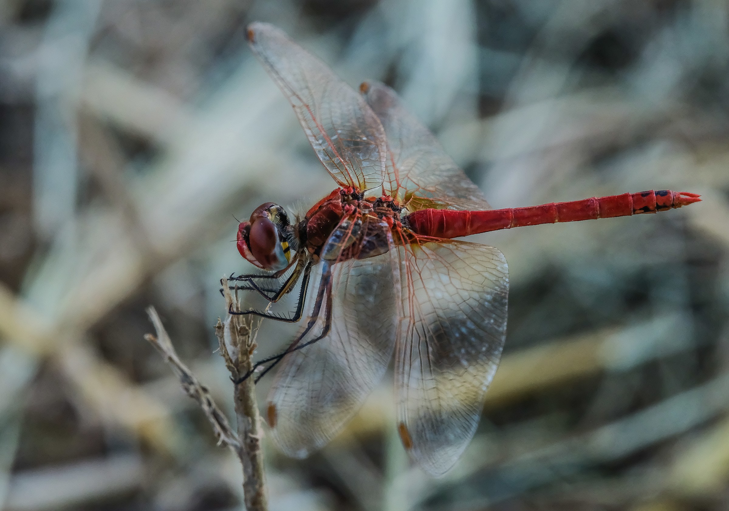 Dragonfly 3