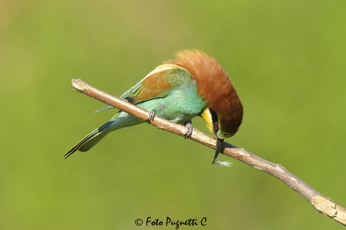 Bee-eater and Feather