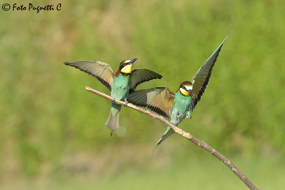 Bee-eaters coming up