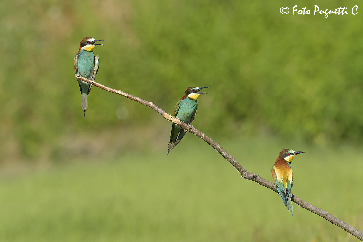 Trio of Bee-eaters