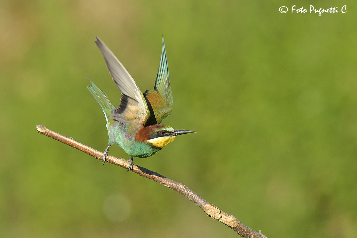 Bee-eater