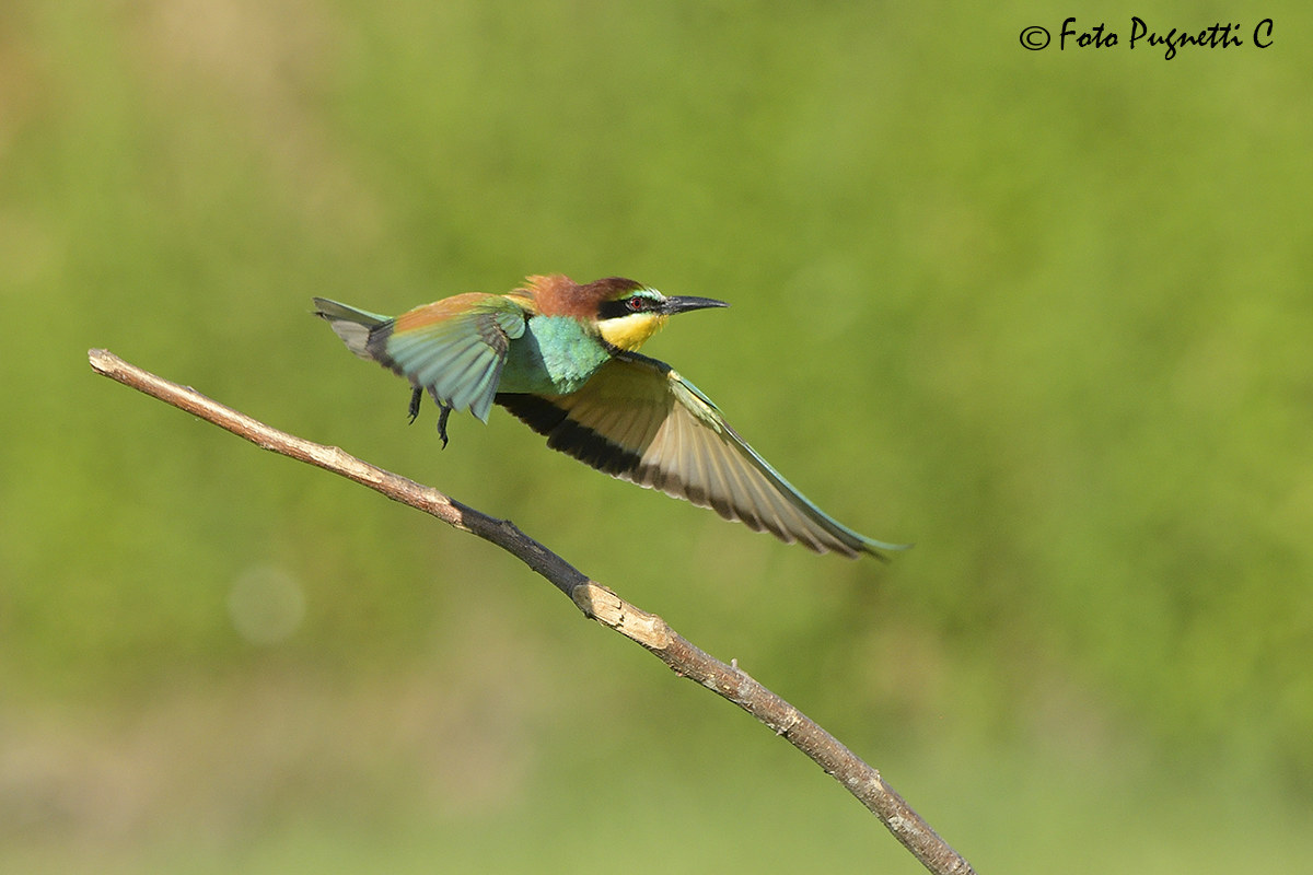 Bee-eater on the fly