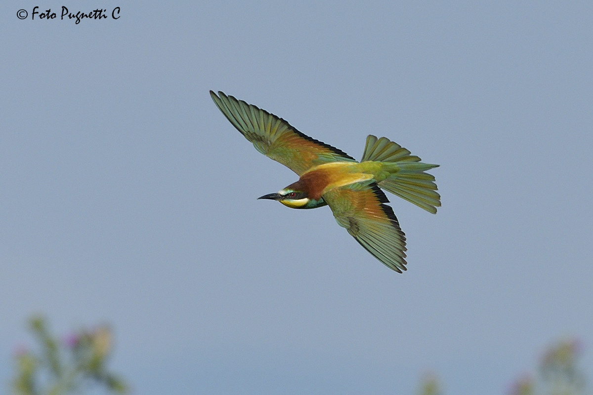 Bee-eater on the fly