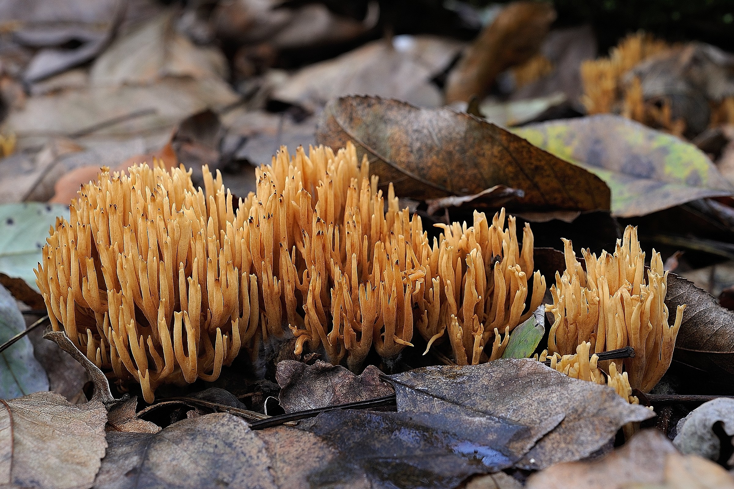 Ramaria sp.