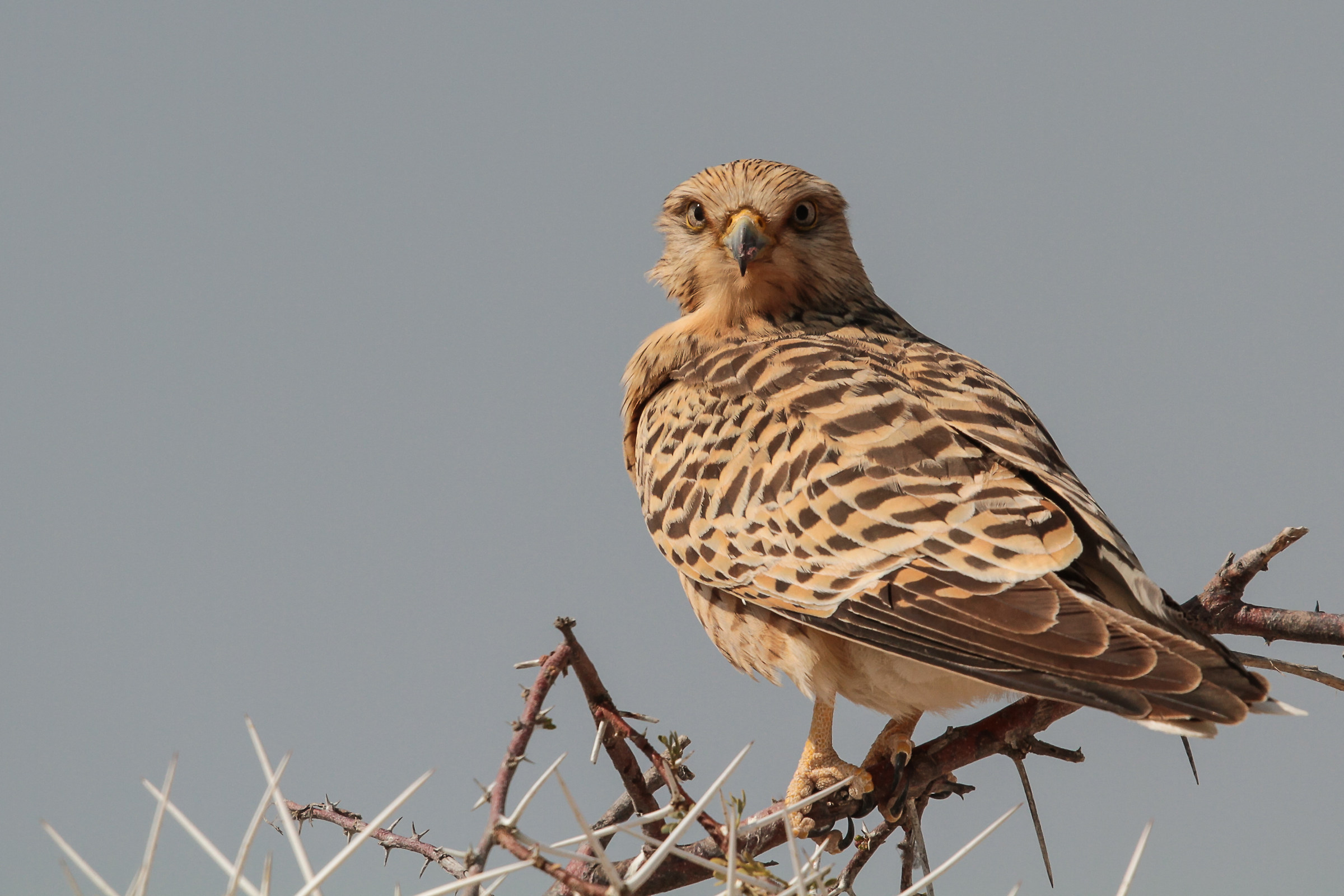 Kestrel in Etosha Park