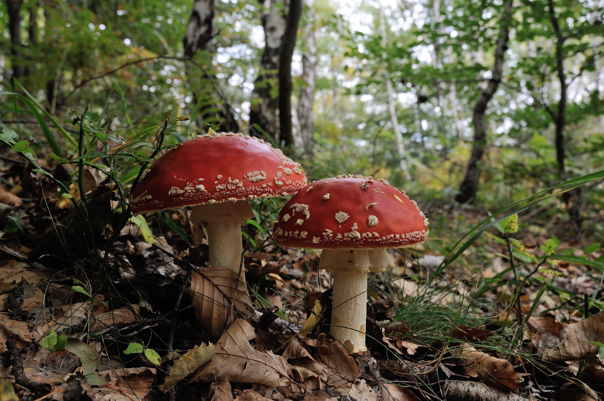 Amanita muscaria
