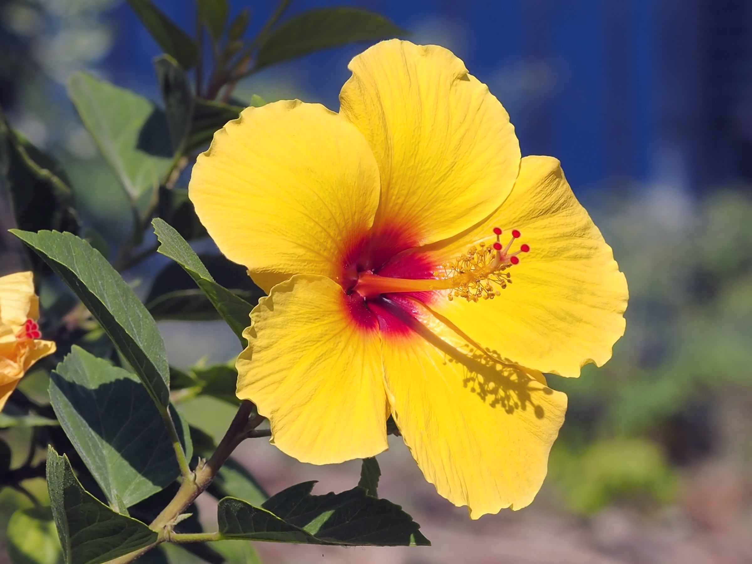 Hawaiian Hibiscus