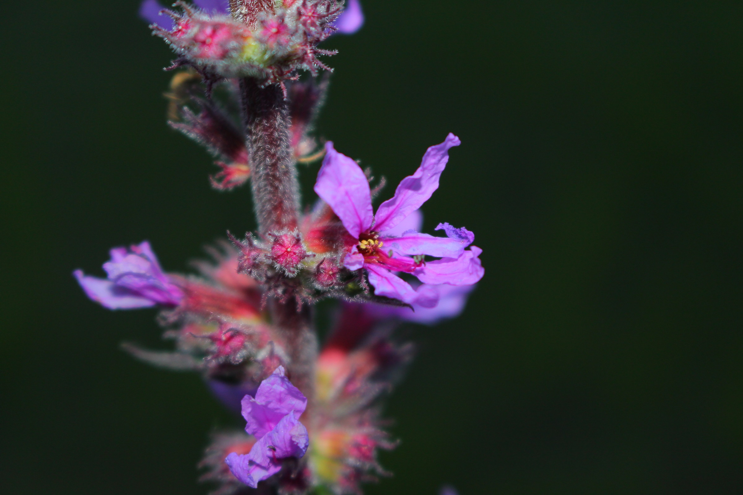 Flower of Lythrum Salicaria