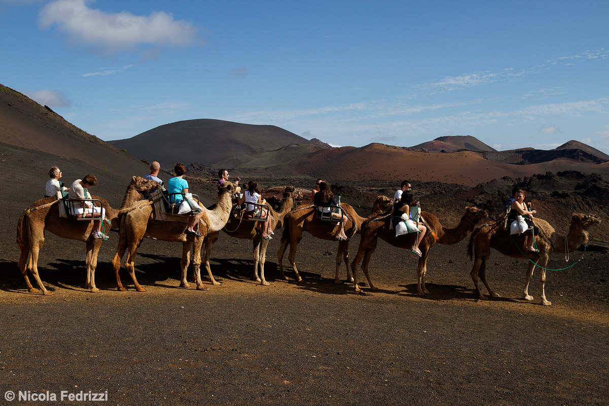 Dromedari al Timanfaya