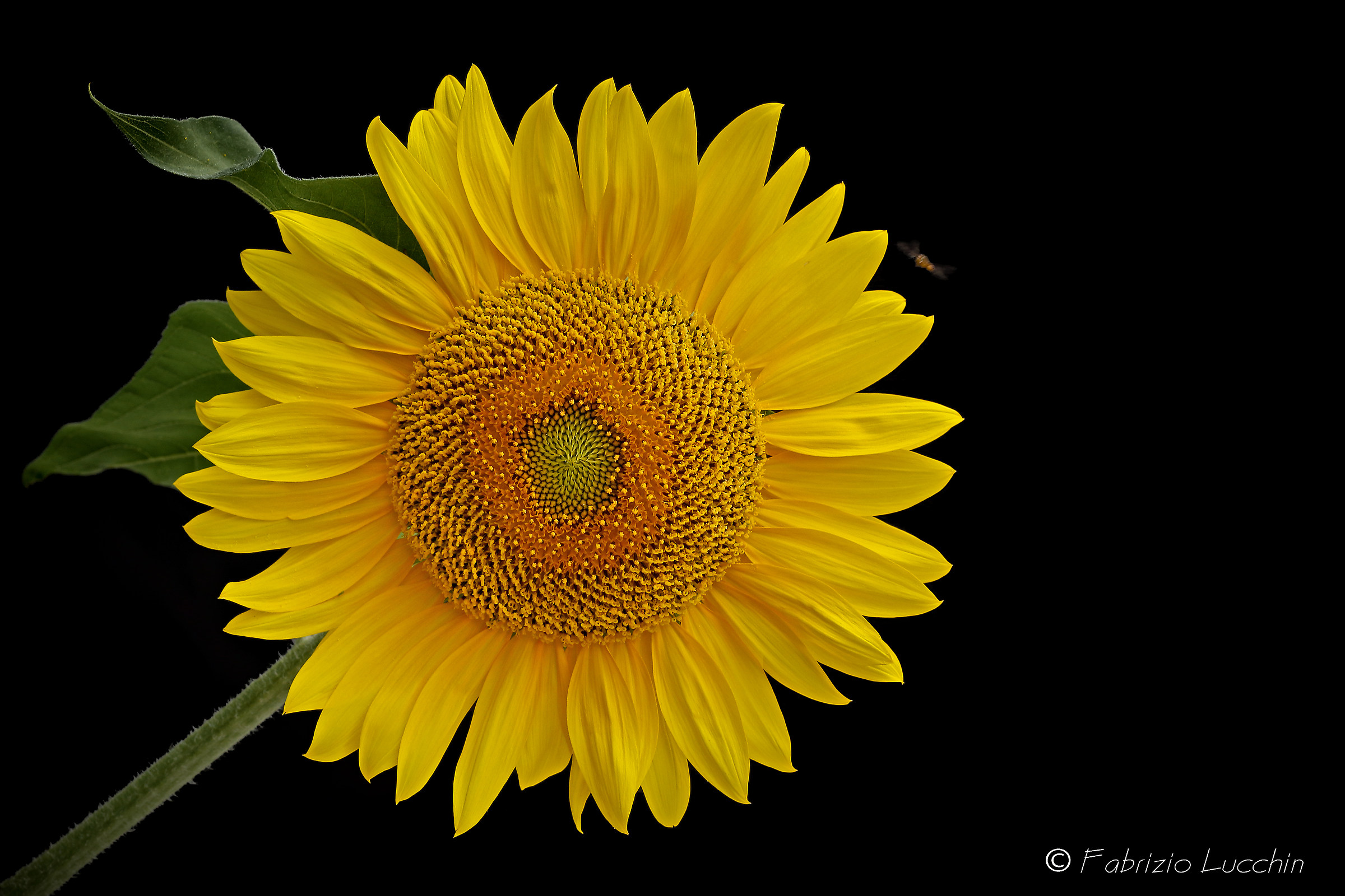 Girasole con ape in arrivo