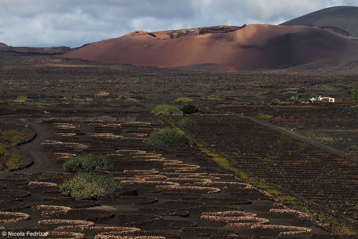 La Geria, vigne di Lanzarote