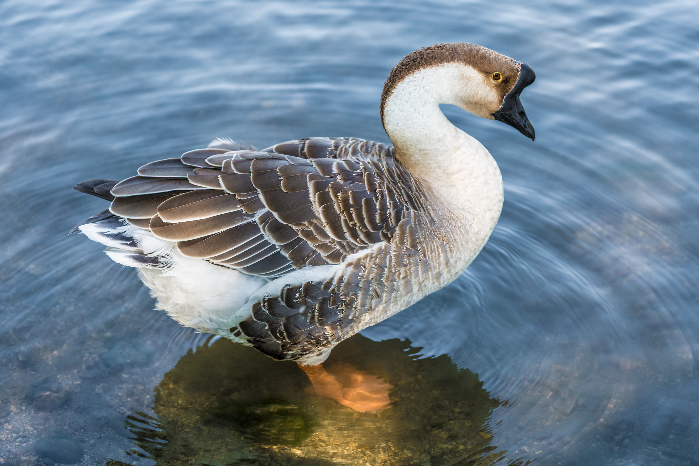Chinese Goose