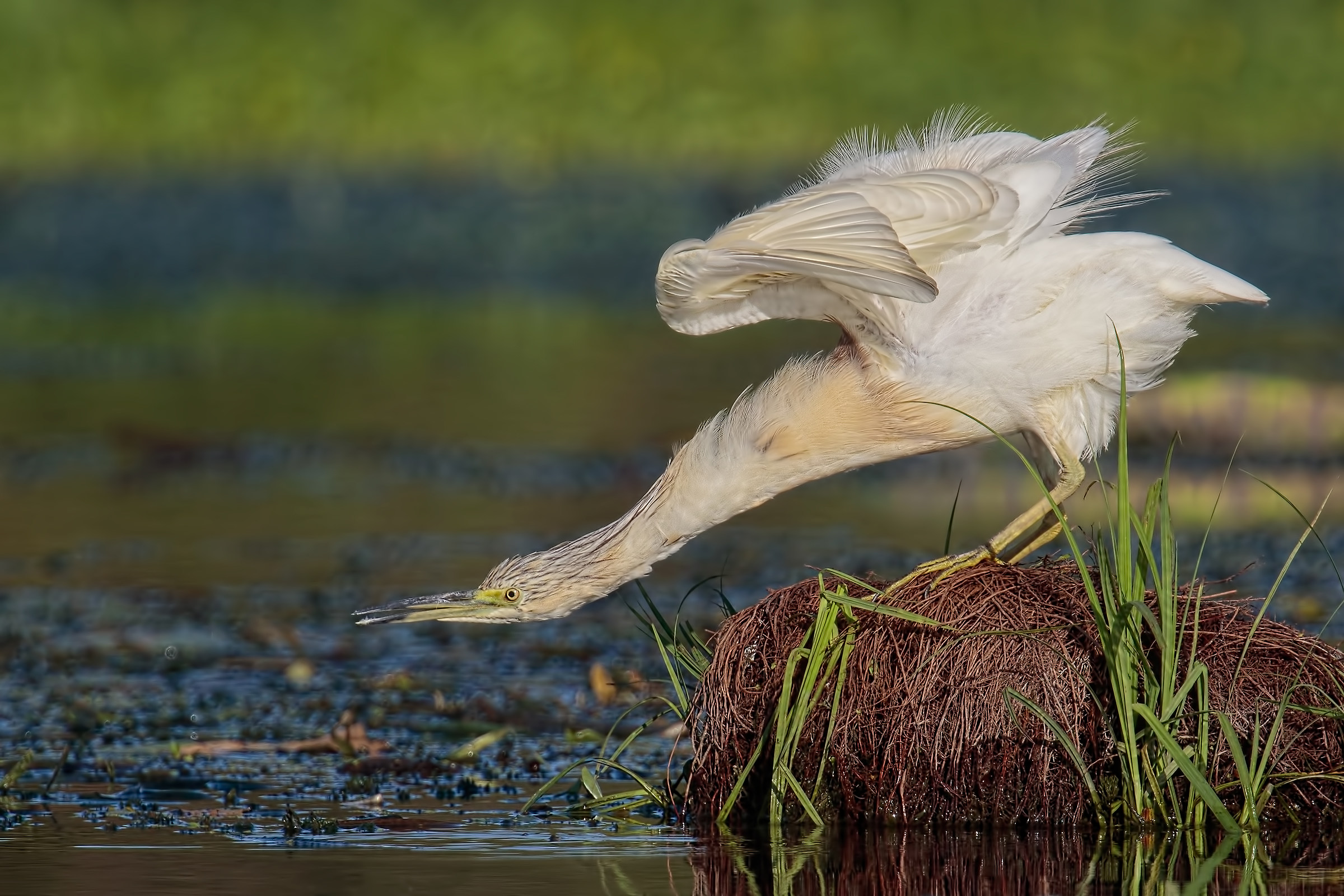 Sgarza ciuffetto a caccia (o pesca...)